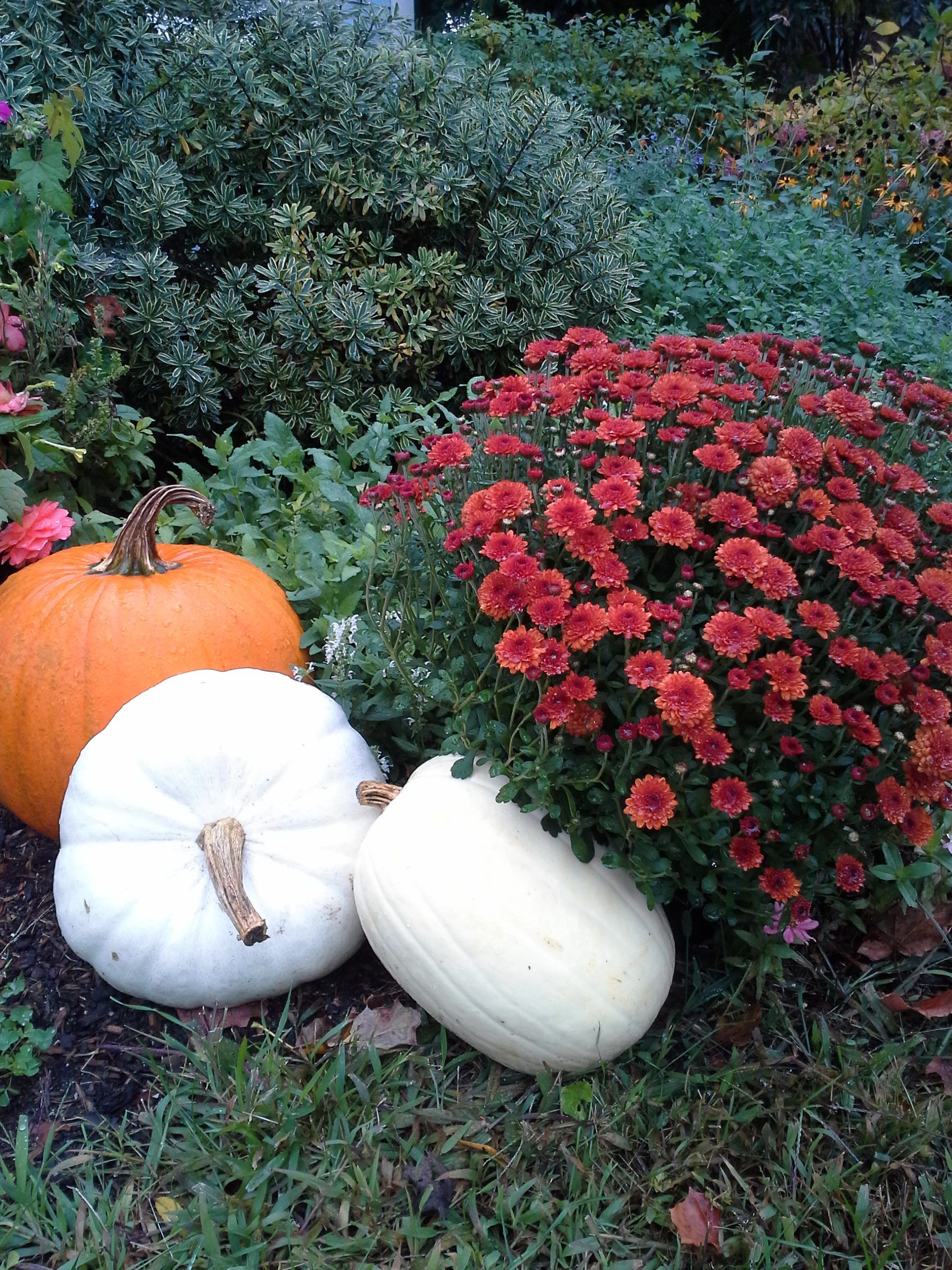 Nardozzi Halloween Blog Pumpkins