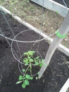 Tomato Plant with VELCRO® Brand Plant Ties