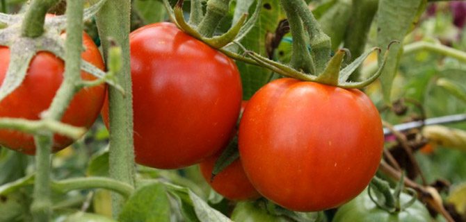Tomatoes Gardening VELCRO® Brand Plant Ties