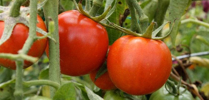 Tying Up Tomatoes with VELCRO® Brand Plant Ties