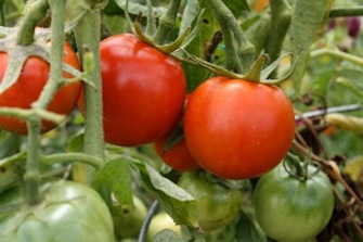 Charlie Nardozzi Tomatoes VELCRO® Brand Gardening 
