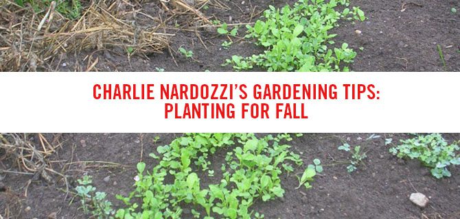 Gardening Tips: Planting for Fall