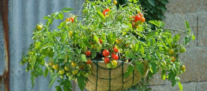 Growing Tomatoes in Small Spaces