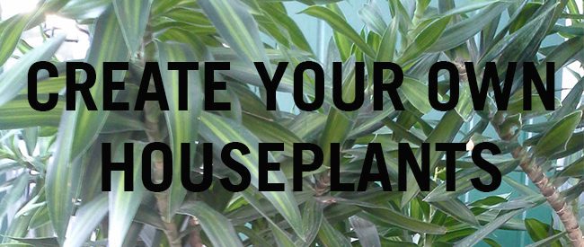 Create Your Own Houseplants