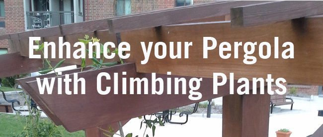 Enhance your Pergola with Climbing Plants