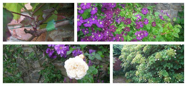 Beautifying Your Garden Wall