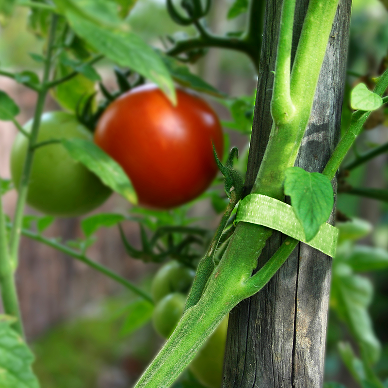 March Gardening jobs - tomato supports