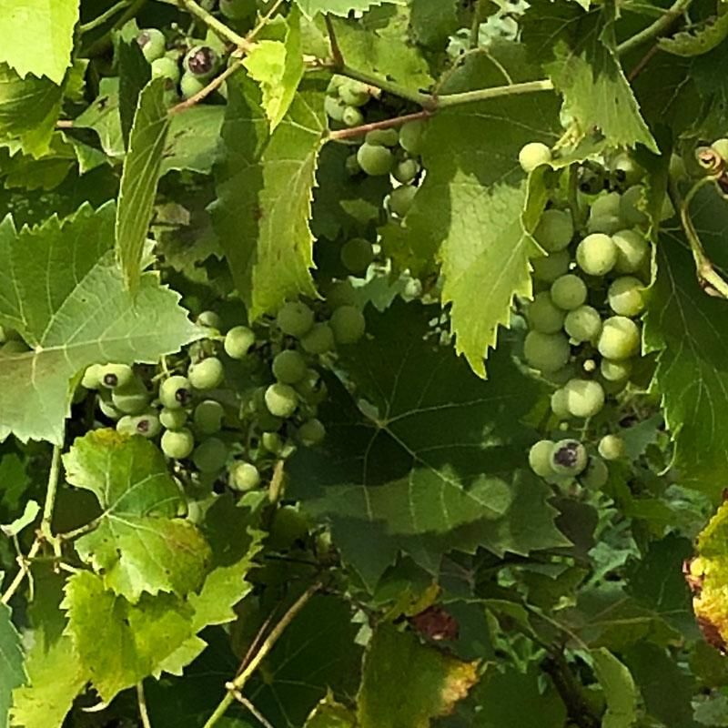 Grape_Plant
