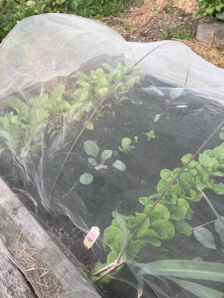 micro-mesh cloth covering your Vegetable Succession Garden