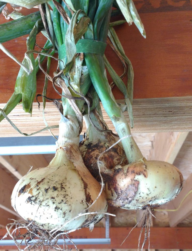 Drying onion roots to prepare for a A Vegetable Succession Garden