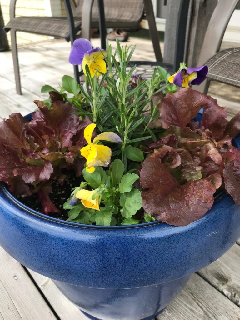 A Vegetable Succession Garden in a container