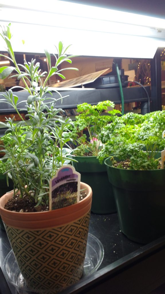Indoor Herb Gardening