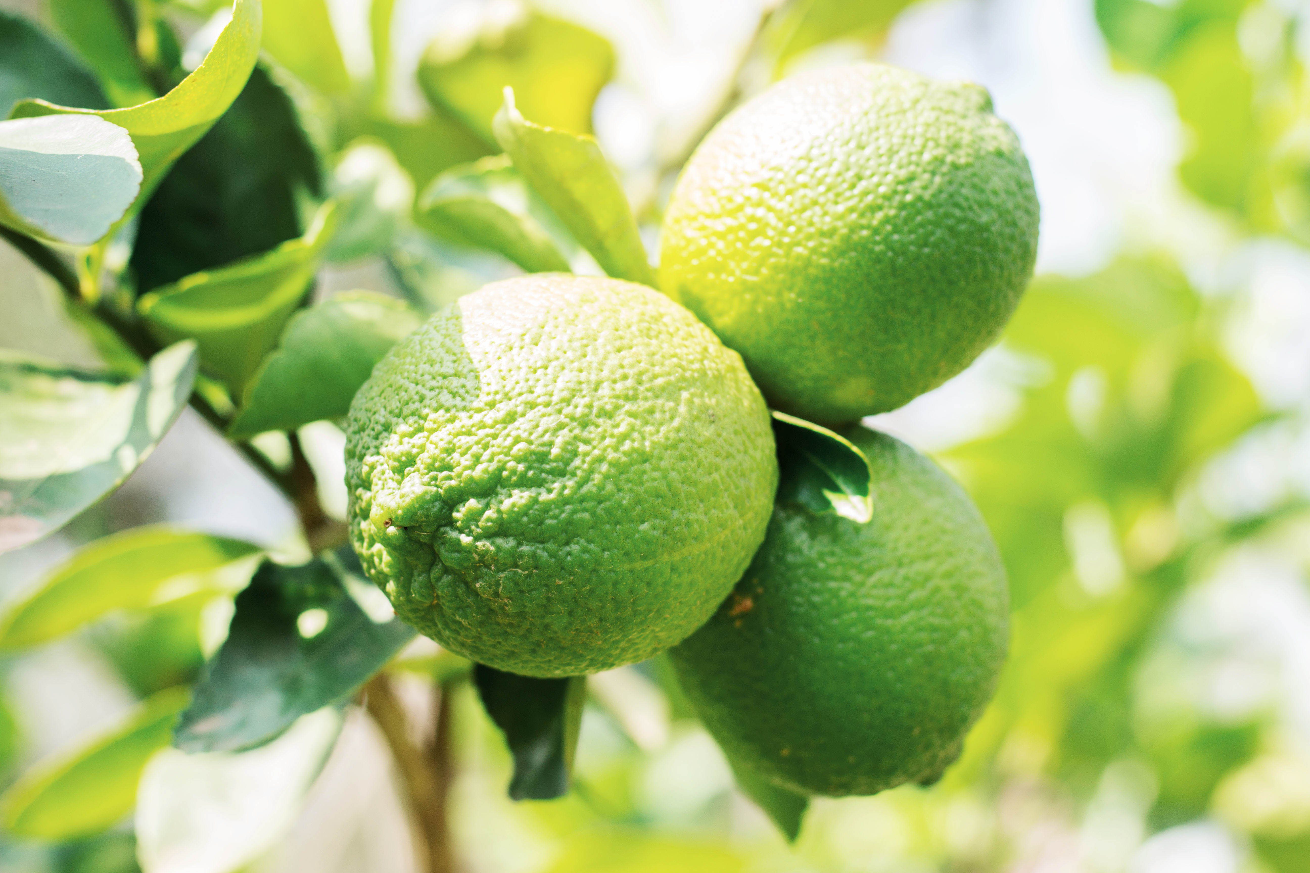 Grow Citrus Plants - Fresh lemons with daylight.