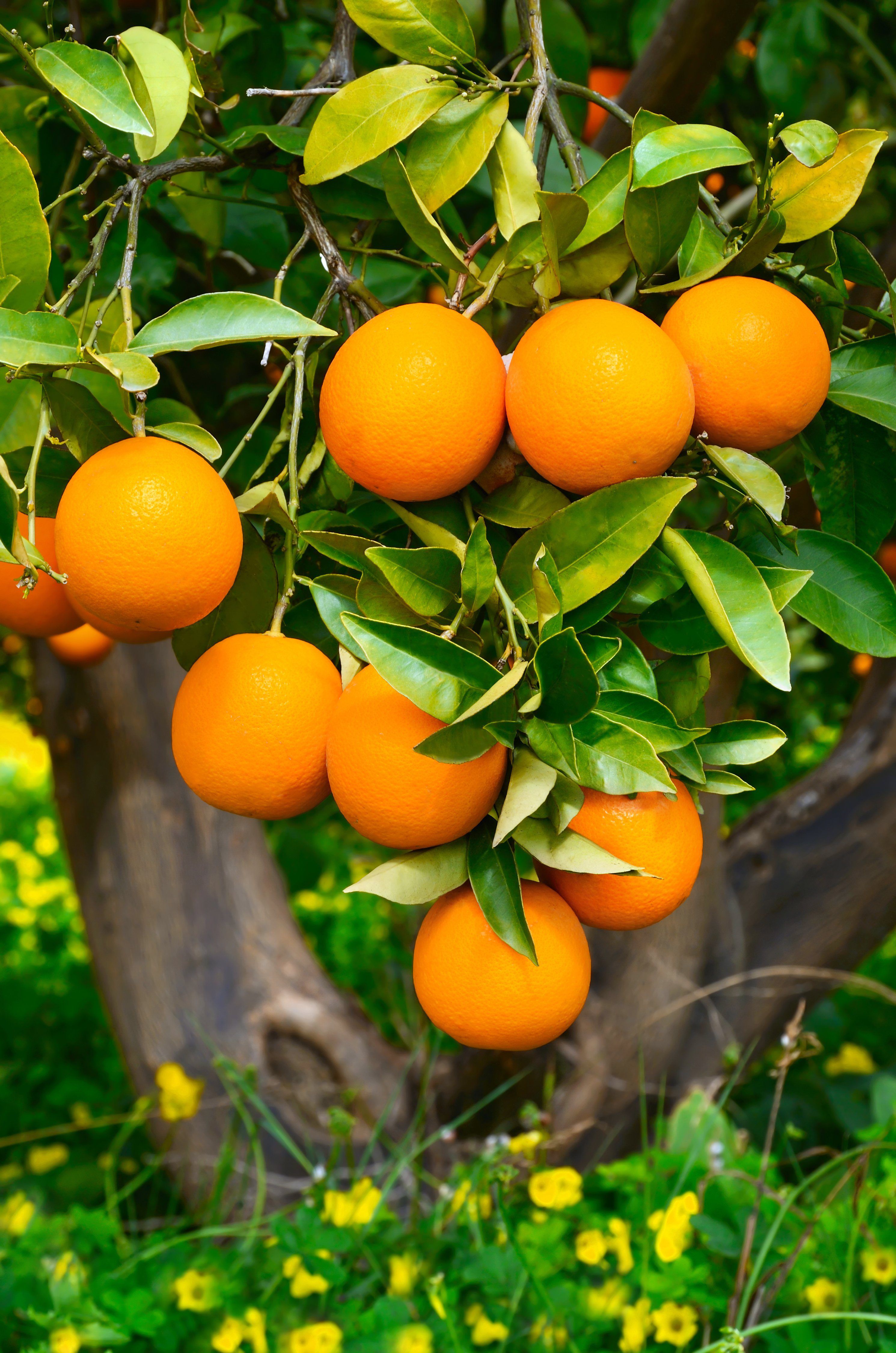 Grow Citrus Plants - Oranges on a tree