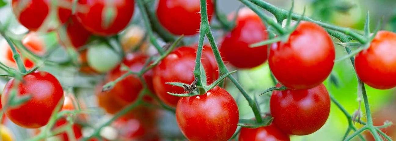 PlantTape: a new way of transplanting - Tomato News