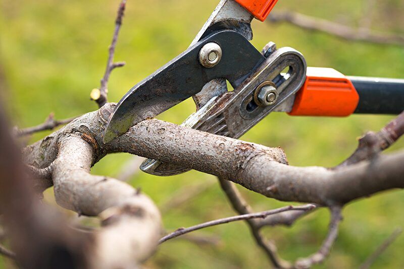 pruning bare root fruit trees