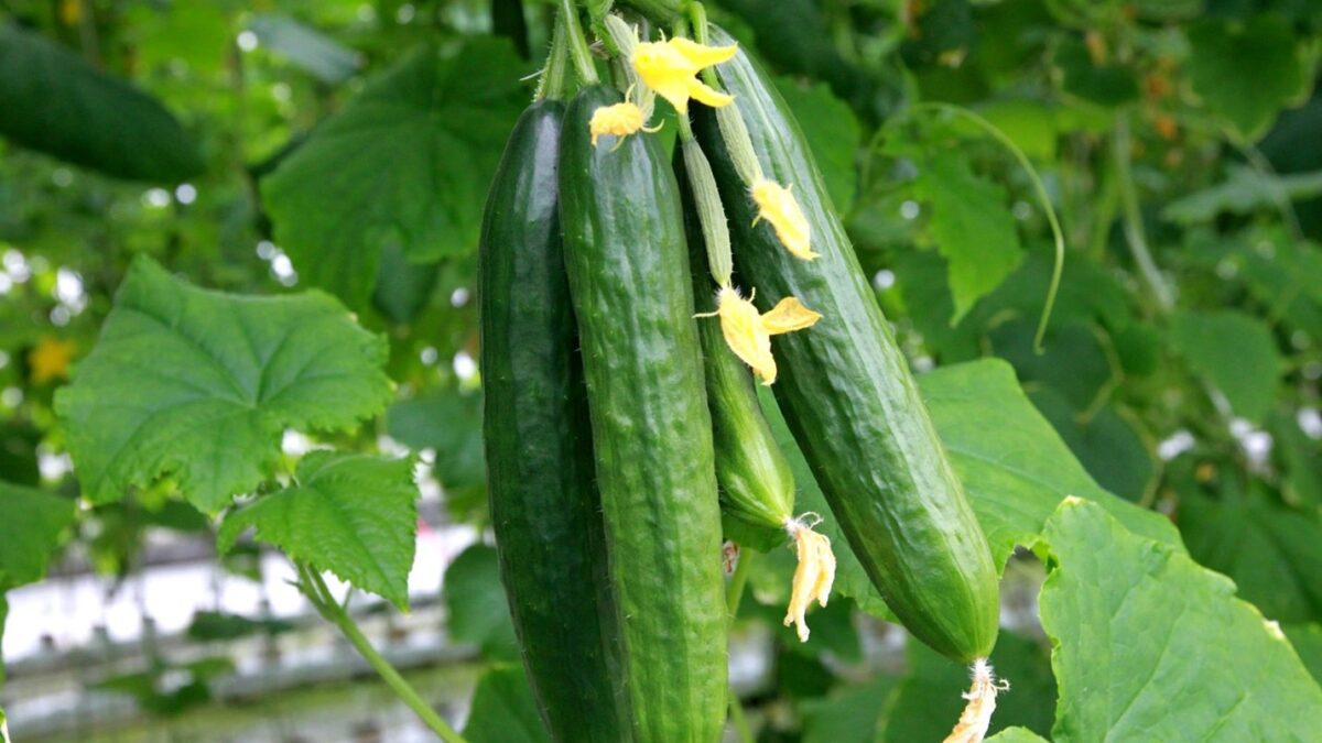 how to grow cucumbers vertically