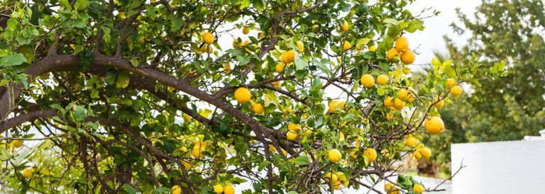 citrus-trees