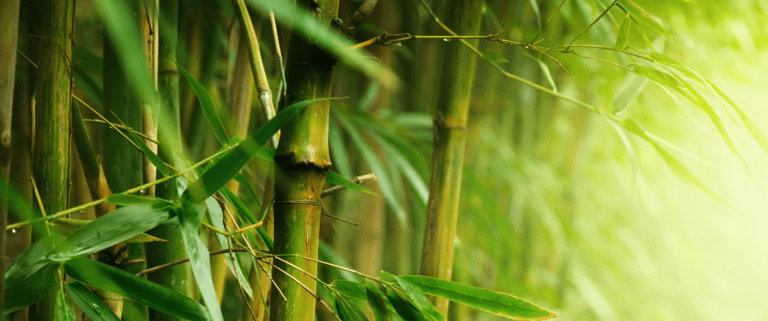 How to Grow Bamboo